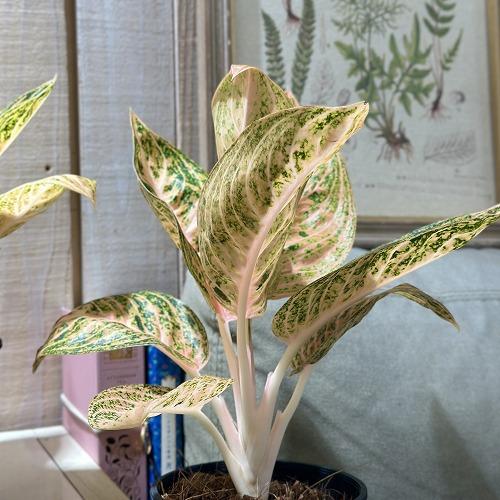 観葉植物 アグラオネマ ゴールデンドラゴン 3.5号スリット鉢