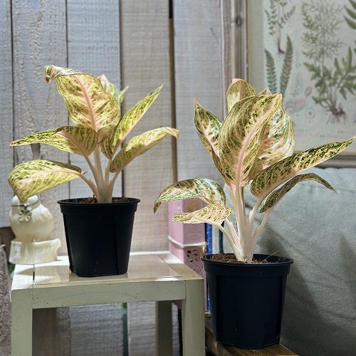 超希少❗️アグラオネマゴールデンドラゴン新葉展開中✨️ 超希少❗️アグラオネマゴールデンドラゴン新葉展開中