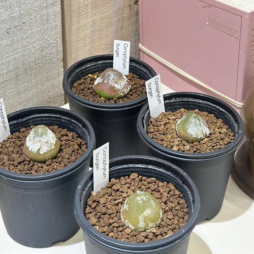 多肉植物　コノフィツム ブルゲリ 2.5号鉢(個体おまかせ1鉢)　インテリアグリーン おしゃれ 可愛い かわいい 室内園芸 | 