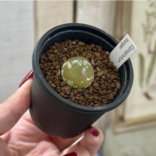 多肉植物　コノフィツム ブルゲリ 2.5号鉢(個体おまかせ1鉢)　インテリアグリーン おしゃれ 可愛い かわいい 室内園芸 |  | 01