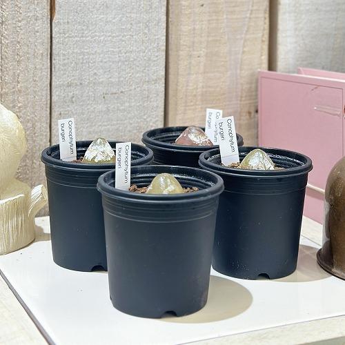 多肉植物　コノフィツム ブルゲリ 2.5号鉢(個体おまかせ1鉢)　インテリアグリーン おしゃれ 可愛い かわいい 室内園芸 |  | 02