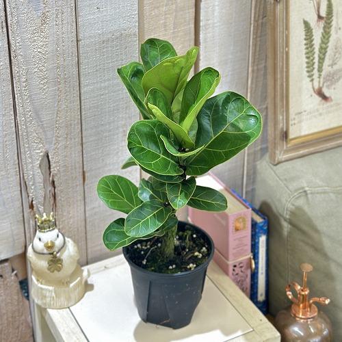 観葉植物　フィカス バンビーノ 4号スリット鉢(個体おまかせ1鉢)　インテリアグリーン おしゃれ 可愛い かわいい 室内園芸 | 