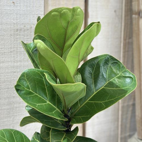 観葉植物　フィカス バンビーノ 4号スリット鉢(個体おまかせ1鉢)　インテリアグリーン おしゃれ 可愛い かわいい 室内園芸 |  | 01