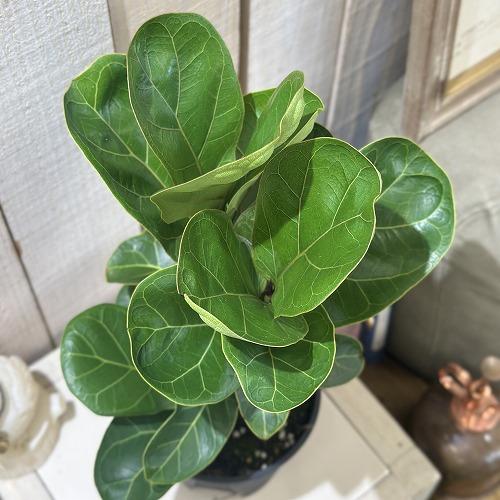 観葉植物　フィカス バンビーノ 4号スリット鉢(個体おまかせ1鉢)　インテリアグリーン おしゃれ 可愛い かわいい 室内園芸 |  | 02