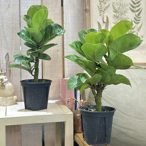 観葉植物　フィカス バンビーノ 4号スリット鉢(個体おまかせ1鉢)　インテリアグリーン おしゃれ 可愛い かわいい 室内園芸 |  | 04