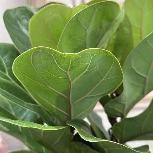 観葉植物　フィカス バンビーノ 4号スリット鉢(個体おまかせ1鉢)　インテリアグリーン おしゃれ 可愛い かわいい 室内園芸 |  | 05