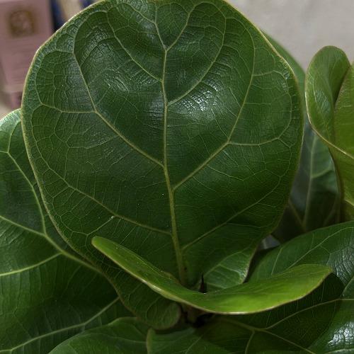 観葉植物　フィカス バンビーノ 4号スリット鉢(個体おまかせ1鉢)　インテリアグリーン おしゃれ 可愛い かわいい 室内園芸 |  | 06