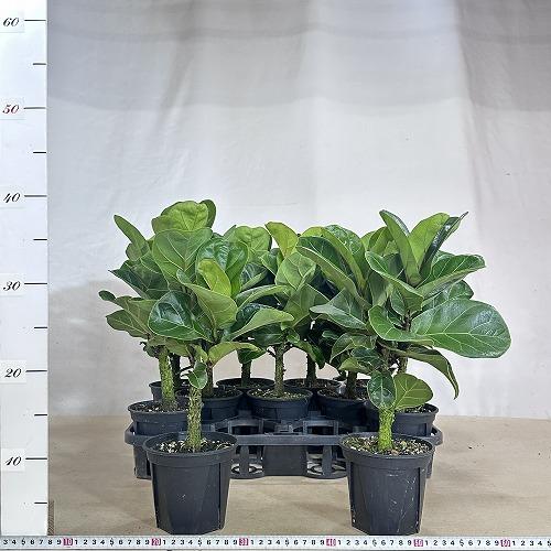 観葉植物　フィカス バンビーノ 4号スリット鉢(個体おまかせ1鉢)　インテリアグリーン おしゃれ 可愛い かわいい 室内園芸 |  | 07