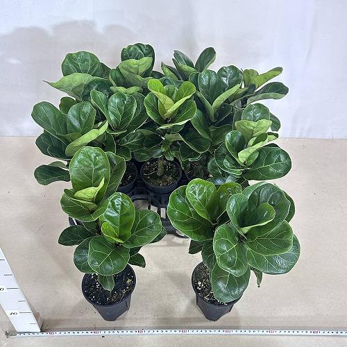 観葉植物　フィカス バンビーノ 4号スリット鉢(個体おまかせ1鉢)　インテリアグリーン おしゃれ 可愛い かわいい 室内園芸 |  | 08