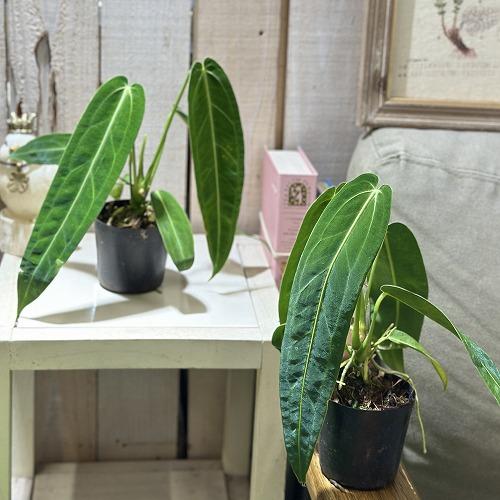 現品］【珍しい】3番 アンスリウム ワロクアーナム 2.5号 観葉植物