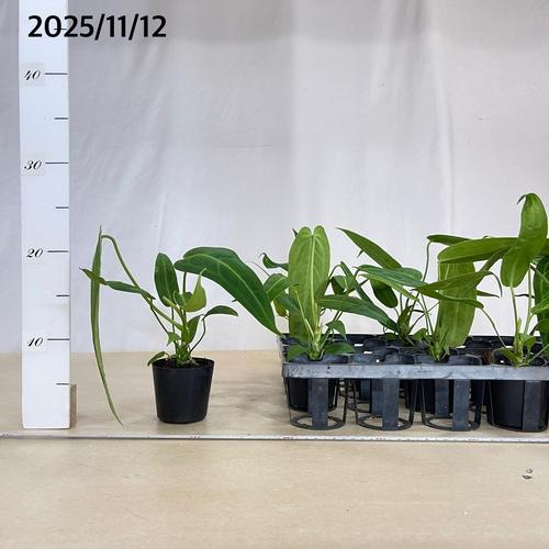 観葉植物　アンスリウム ワロクエアナム(ワロクアーナム) 2.5号硬質ポット(個体おまかせ1鉢)　インテリアグリーン おしゃれ 可愛い かわいい 室内園芸 |  | 06