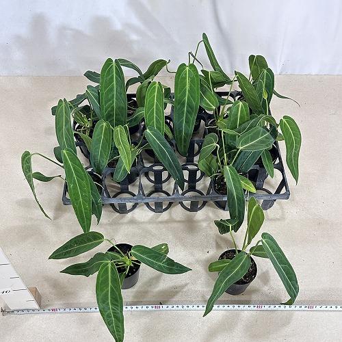 ［現品］【珍しい】3番　アンスリウム　ワロクアーナム　2.5号　観葉植物　室内 現品］【珍しい】3番 アンスリウム ワロクアーナム 2.5号 観葉