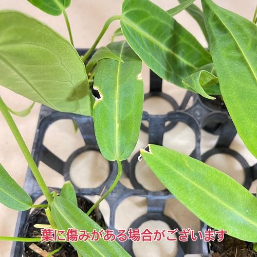 観葉植物　アンスリウム ワロクエアナム(ワロクアーナム) 2.5号硬質ポット(個体おまかせ1鉢)　インテリアグリーン おしゃれ 可愛い かわいい 室内園芸 |  | 08