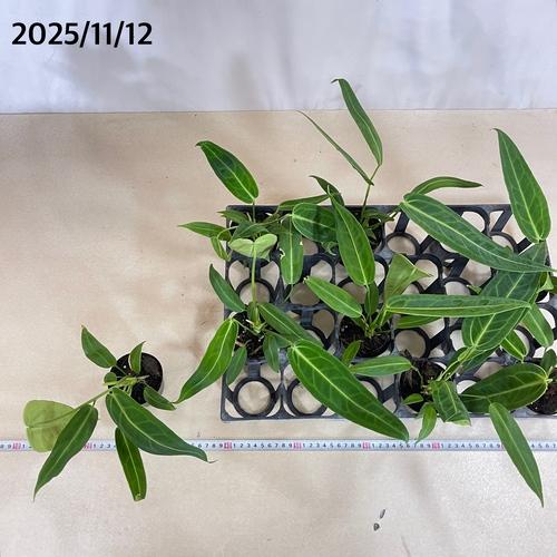 観葉植物　アンスリウム ワロクエアナム(ワロクアーナム) 2.5号硬質ポット(個体おまかせ1鉢)　インテリアグリーン おしゃれ 可愛い かわいい 室内園芸 |  | 07