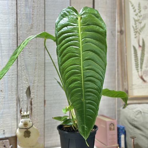 超目玉】 アンスリウム ビーチー(ベイチー/ヴィーチー) 4号