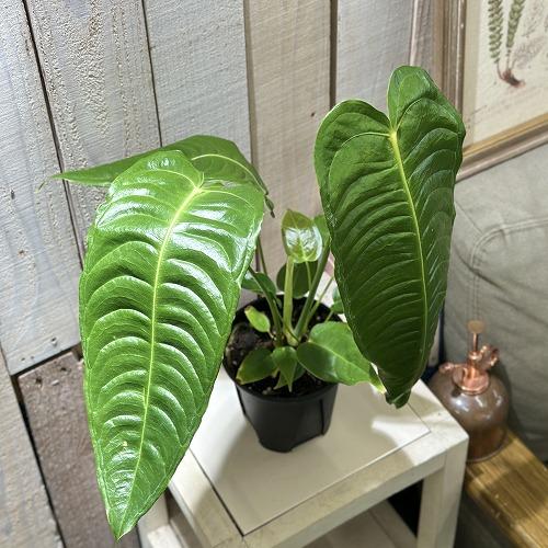 アンスリウム　ベイチー　4号　吊り鉢 アンスリウム ベイチー 4号硬質(緑鉢) ※多少の葉傷みあり