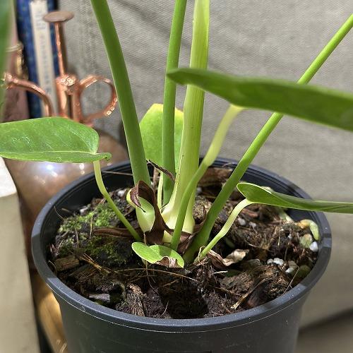 超目玉】 アンスリウム ビーチー(ベイチー/ヴィーチー) 4号