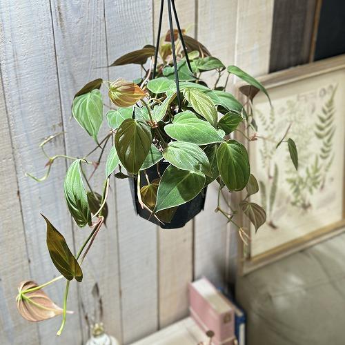 観葉植物 フィロデンドロン ミカンス 5号スリット吊り鉢(個体おまかせ1