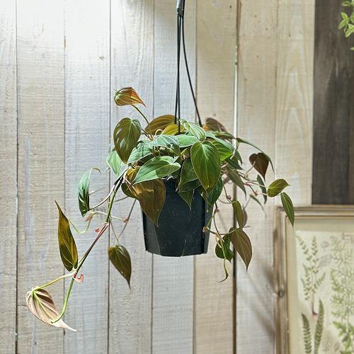 観葉植物 フィロデンドロン ミカンス 5号スリット吊り鉢(個体おまかせ1