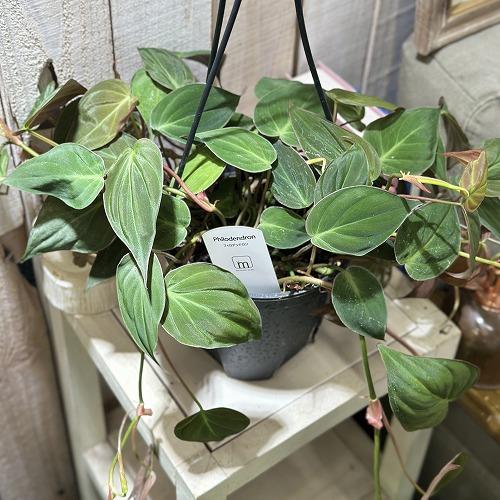 フィロデンドロン　ミカンス　苗　観葉植物　① 観葉植物 フィロデンドロン ミカンス 5号スリット吊り鉢(個体おまかせ1