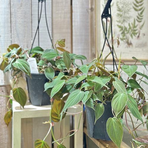 フィロデンドロン　ミカンス　苗　観葉植物　① 観葉植物 フィロデンドロン ミカンス 5号スリット吊り鉢(個体おまかせ1