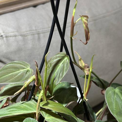 観葉植物 フィロデンドロン ミカンス 5号スリット吊り鉢(個体おまかせ1