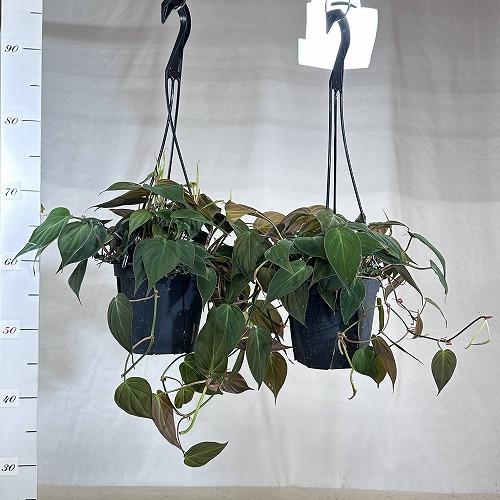 観葉植物 フィロデンドロン ミカンス 5号スリット吊り鉢(個体おまかせ1