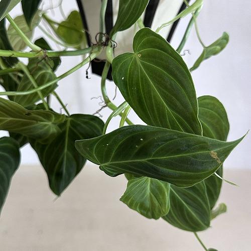 フィロデンドロン5鉢セット PLANCHU 観葉植物 フィロデンドロン ピンクバーキン 5号鉢 受け皿付き