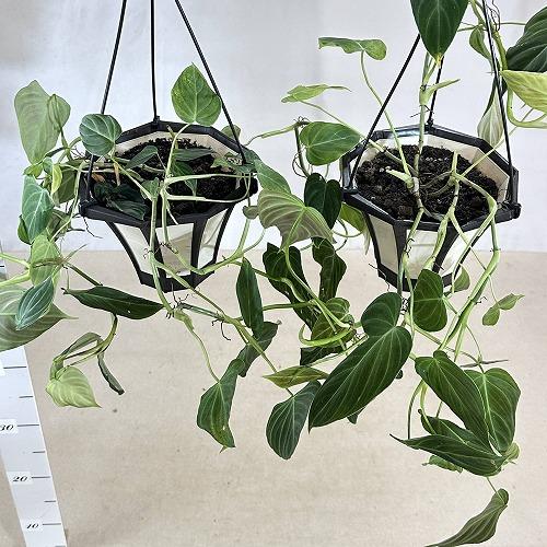 観葉植物 フィロデンドロン ギガス 5号吊り鉢(個体おまかせ1鉢
