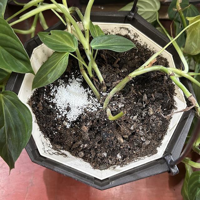 観葉植物 フィロデンドロン ギガス 5号吊り鉢(個体おまかせ1鉢