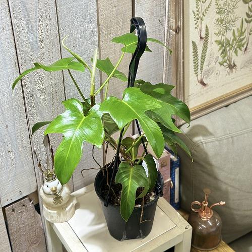 訳あり】フィロデンドロン フロリダ 5号スリット吊り鉢(個体おまかせ1