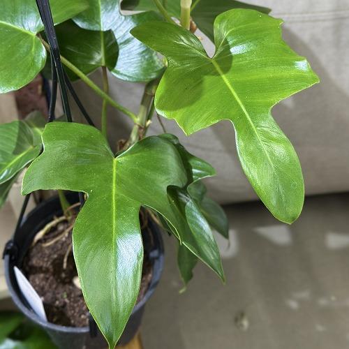 訳あり】フィロデンドロン フロリダ 5号スリット吊り鉢(個体おまかせ1