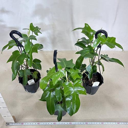 観葉植物 フィロデンドロン フロリダ 5号スリット吊り鉢(個体おまかせ1