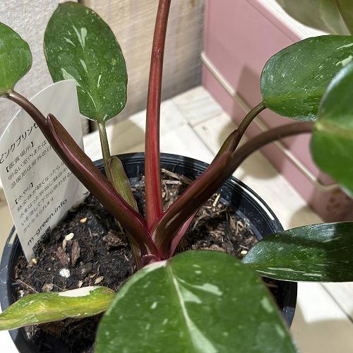 観葉植物 フィロデンドロン ピンクプリンセス(斑少なめ) 3.5号スリット