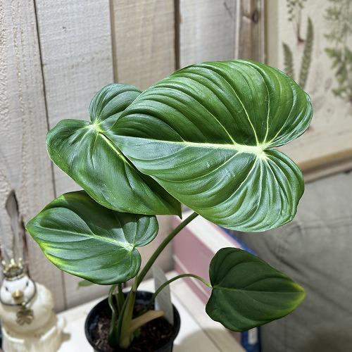 観葉植物 フィロデンドロン マクドウェル 3.5号スリット鉢(個体