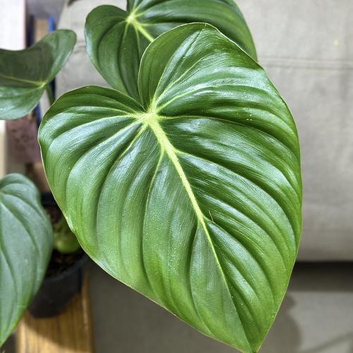 観葉植物 フィロデンドロン マクドウェル 3.5号スリット鉢(個体