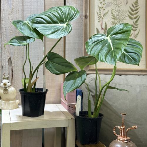 観葉植物 フィロデンドロン マクドウェル 観葉植物 フィロデンドロン マクドウェル 2.5号ポット(個体おまかせ1鉢
