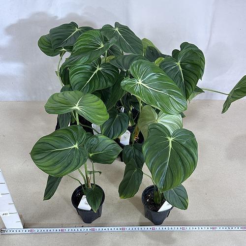 観葉植物 フィロデンドロン マクドウェル 3.5号スリット鉢(個体