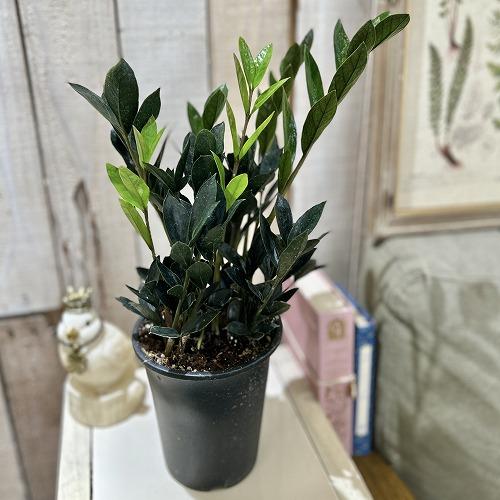 ザミオクルカスダークザミクロ　第４種発送 園芸ネット本店｜ザミオクルカス：ダークザミクロ 4号ポット の通販