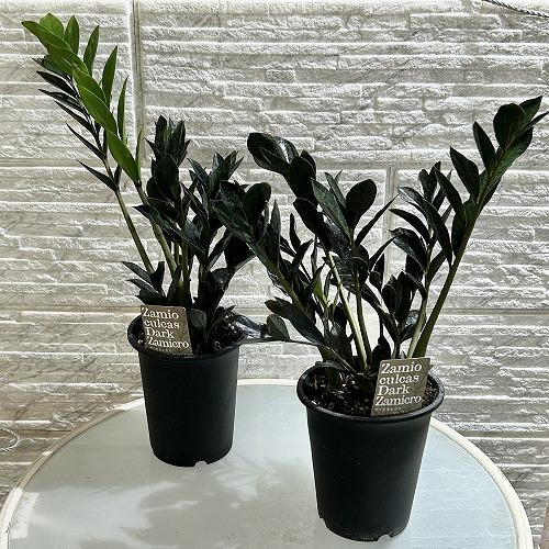 矮性ザミオクルカス ダークザミクロ(PVP) 4号ロング鉢(個体おまかせ1鉢