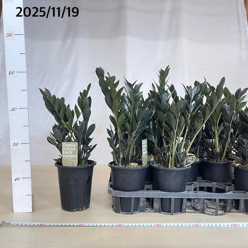 矮性ザミオクルカス ダークザミクロ(PVP) 4号ロング鉢(個体おまかせ1鉢