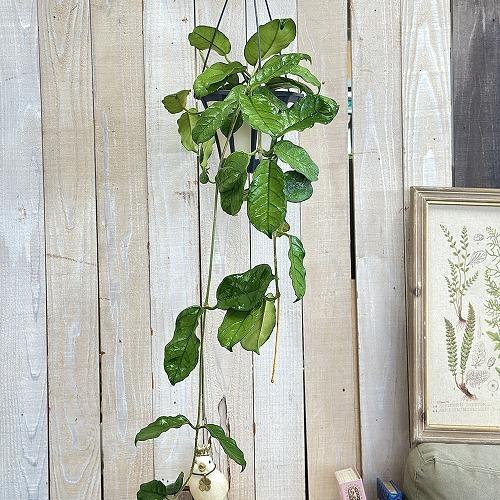 hoya ホヤ グロブローサ 5号 吊り鉢 観葉植物 ホヤ グロブローサ(グロボーサ) 5号ロング吊り鉢(個体