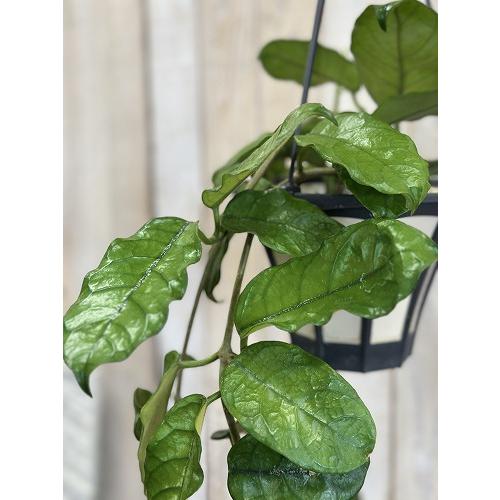 観葉植物　ホヤ グロブローサ(グロボーサ) 5号ロング吊り鉢(個体おまかせ1鉢)　インテリアグリーン おしゃれ 可愛い かわいい 室内園芸 |  | 02