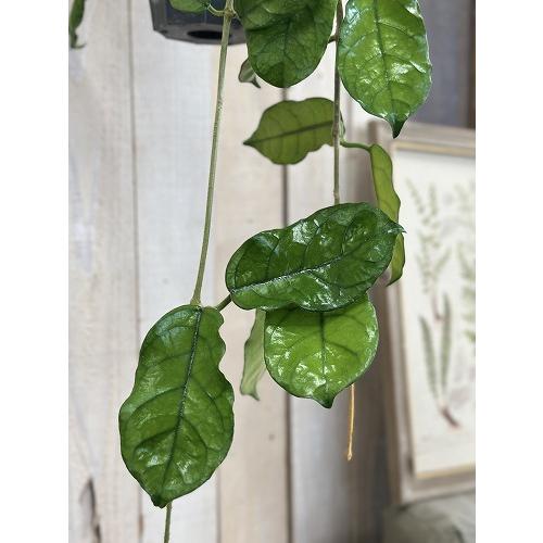 観葉植物　ホヤ グロブローサ(グロボーサ) 5号ロング吊り鉢(個体おまかせ1鉢)　インテリアグリーン おしゃれ 可愛い かわいい 室内園芸 |  | 03