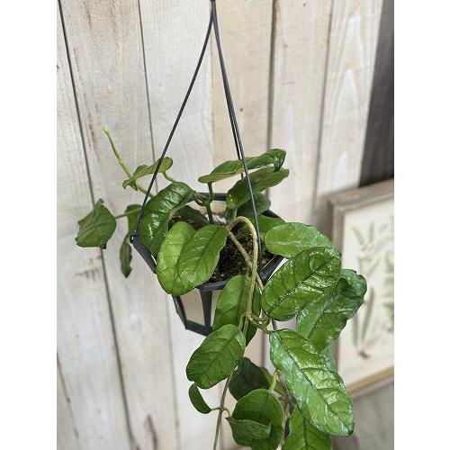 観葉植物　ホヤ グロブローサ(グロボーサ) 5号ロング吊り鉢(個体おまかせ1鉢)　インテリアグリーン おしゃれ 可愛い かわいい 室内園芸 |  | 04