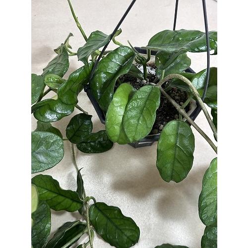 観葉植物　ホヤ グロブローサ(グロボーサ) 5号ロング吊り鉢(個体おまかせ1鉢)　インテリアグリーン おしゃれ 可愛い かわいい 室内園芸 |  | 05