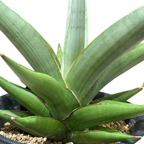 多肉植物 サンセベリア チェーン Sansevieria Chain 3号(現品