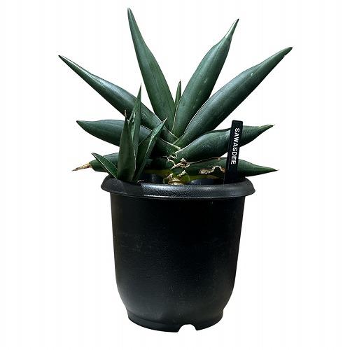 多肉植物 サンセベリア サワディー Sansevieria Sawasdee 5号(現品
