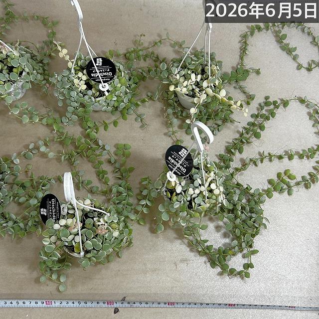 斑入りディスキディア ヌンムラリア バリエガータ 2.5号吊り鉢(個体