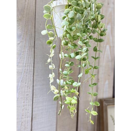 ヌンムラリア　バリエガータ ディスキディア：ヌンムラリア・バリエガータ 2.5号吊鉢 の通販